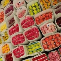 Спец пропозиція Голландська рулетка:)